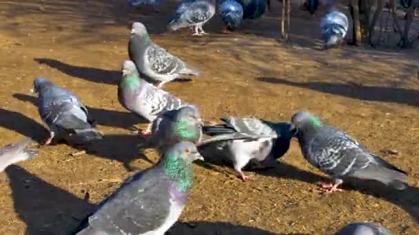 Hejno pouličních holubů se živí na zemi — Stock video