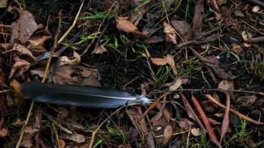 Rüzgar, çayırların köküne takılan bir orman yoluna bir kuş tüyü getirdi. Arka planda Helotropium indium 'un beyaz çiçekleri var. Zemin katta çatışma. Makro. Yumuşak odaklanma. renk