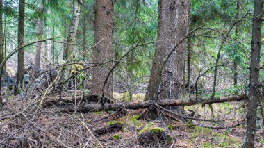 Banliyödeki sonbahar ormanı rengi