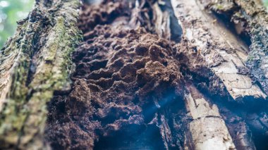 Banliyödeki sonbahar ormanı rengi