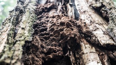 Banliyödeki sonbahar ormanı rengi