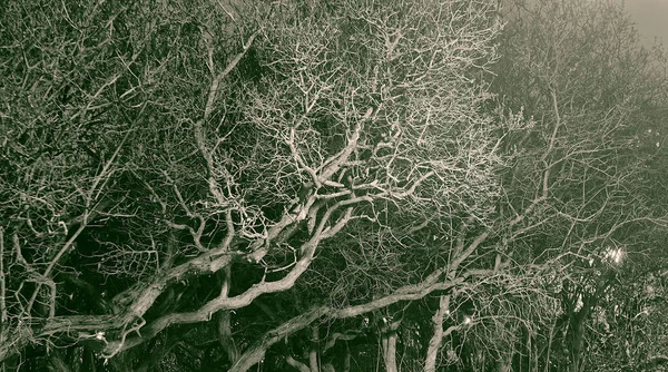 Branches Lilas Automne Nuit Dans Parc — Photo