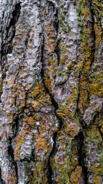 ağaç kabuğu renginin dokusu