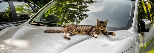 Beyaz kedi mavi araba kaputunda geriniyor. renk