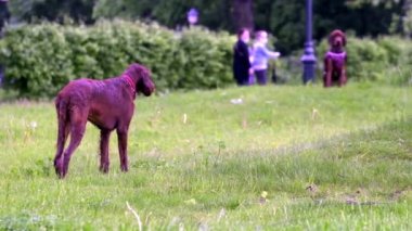 Ağır çekimde Çim üzerinde oynayan iki köpek genel plan