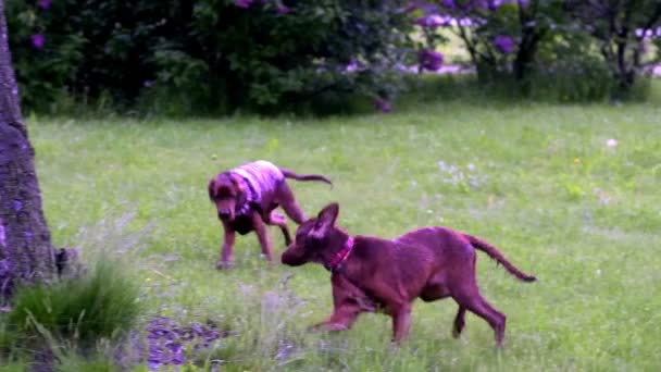 慢动作两只狗在草场上玩耍总的计划 — 图库视频影像