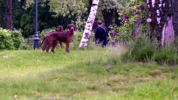 Замедленная Съемка Две Собаки Играют Траве Генеральный План — стоковое видео