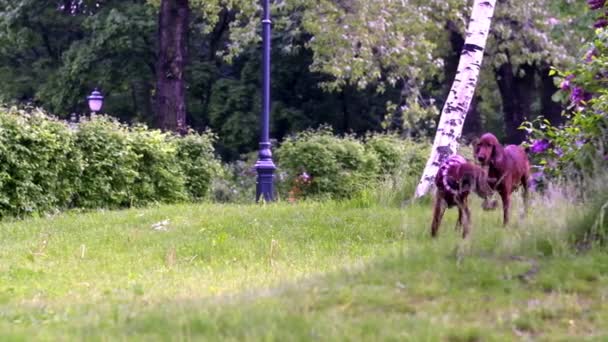 Slow Motion Twee Honden Spelen Het Gras Algemeen Plan — Stockvideo