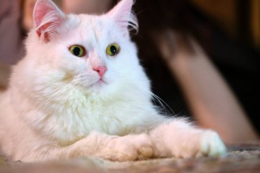 Beyaz bir kedinin portresi, sarı gözlü bulanık arkaplan