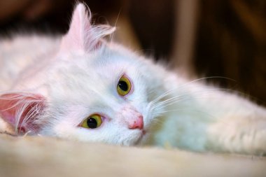 Beyaz gözlü kedi arka planda bulanık duruyor