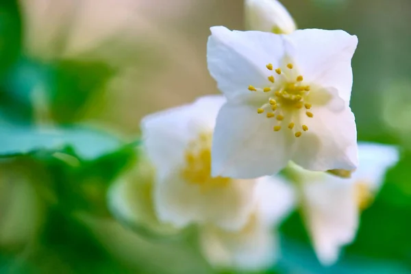 Bonito Branco Macro Flor Natureza Fundo Primavera Flores Primavera Fundo — Fotografia de Stock