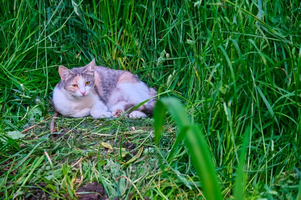 Katze Liegt Grünen Gras — Stockfoto