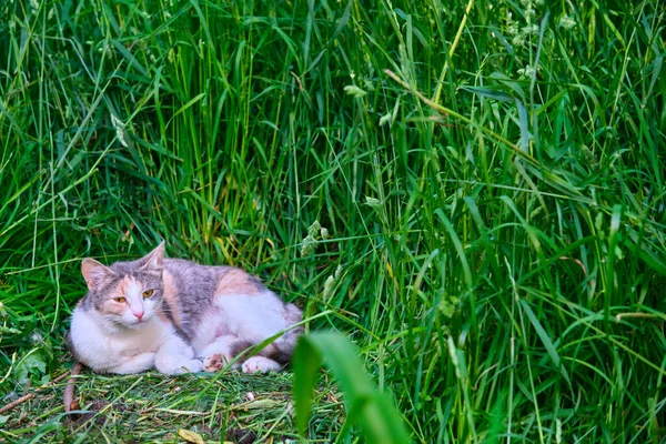 Кіт Лежить Зеленій Траві — стокове фото