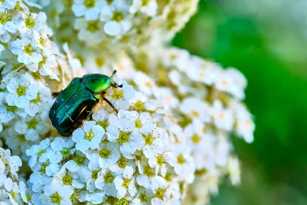 Grande Besouro Verde Senta Uma Flor Branca Selvagem Cor Natureza — Fotografia de Stock