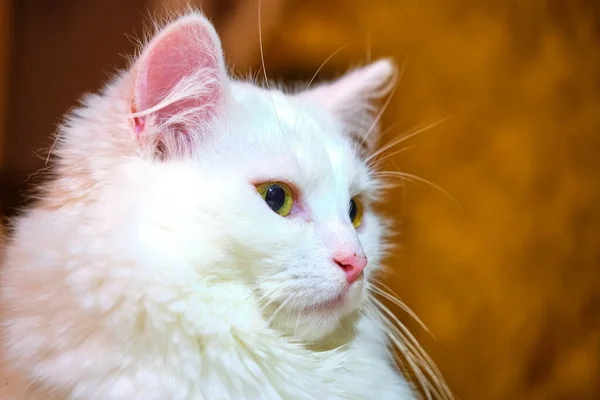 Portret Van Een Witte Kat Met Gele Ogen Wazige Achtergrond — Stockfoto