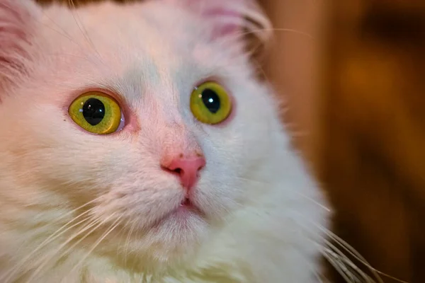 Retrato Gato Blanco Con Ojos Amarillos Fondo Borroso — Foto de Stock