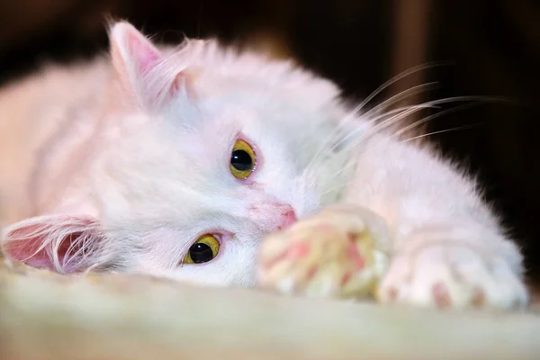 cat with white eyes lying on its side blur background