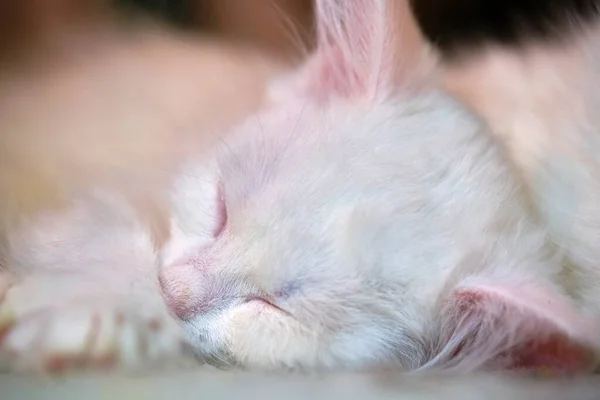 Λευκό Γατάκι Κοιμάται Γκρο Πλαν Φόντο Θαμπάδα — Φωτογραφία Αρχείου