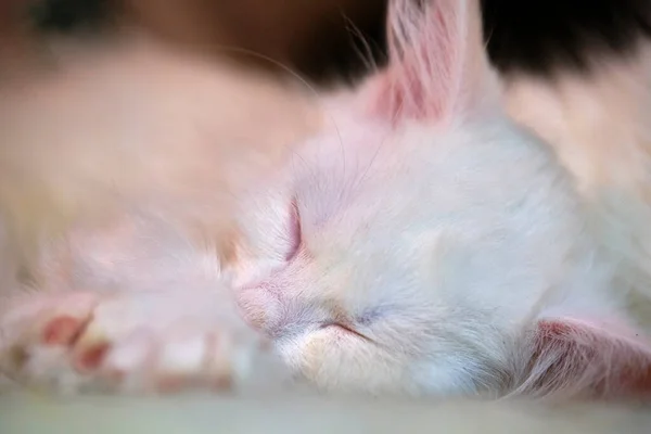 Blanc Chaton Dort Gros Plan Fond Flou — Photo