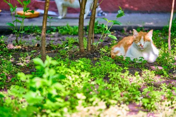 Вуличний Кіт Лежить Землі Генеральний План — стокове фото