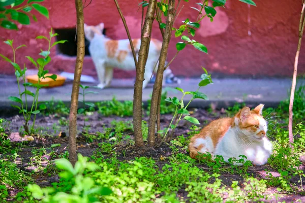 Уличная Кошка Лежит Земле Генплана — стоковое фото