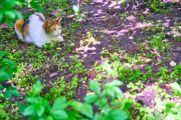 Pouliční Kočka Leží Zemi Obecný Plán — Stock fotografie