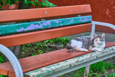 Sokak kedisi evin yanındaki bankta yatıyor.