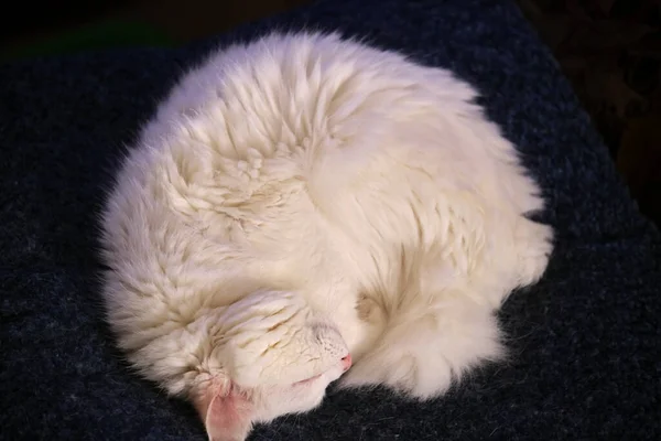 Beyaz Kedi Yastığın Üstünde Uyur — Stok fotoğraf