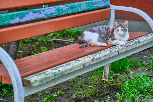 Straßenkatze Liegt Auf Bank Der Nähe Des Hauses — Stockfoto