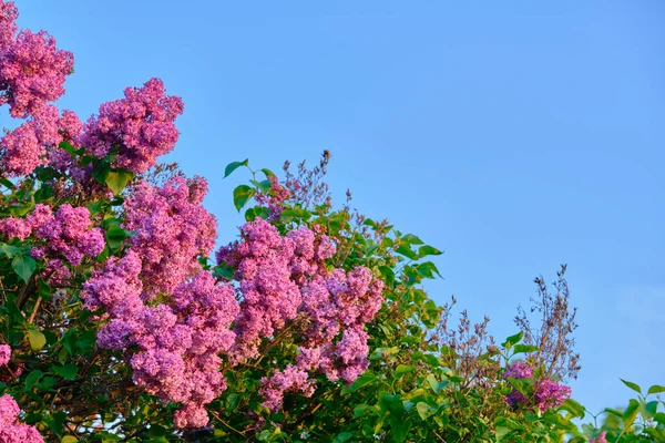 Krásné Svěží Větvičky Kvetoucího Šeříku — Stock fotografie