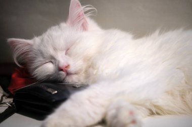 Yumuşak beyaz kedi pencerede uyur