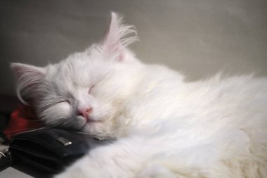 Yumuşak beyaz kedi pencerede uyur