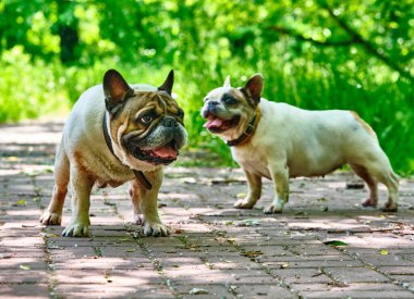 İki büyüleyici bulldog genel planı.