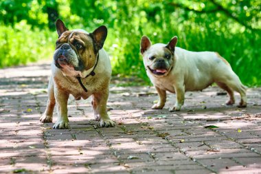 İki büyüleyici bulldog genel planı.