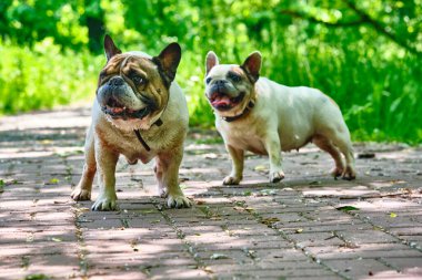 İki büyüleyici bulldog genel planı.