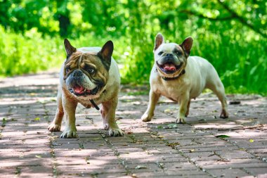 İki büyüleyici bulldog genel planı.