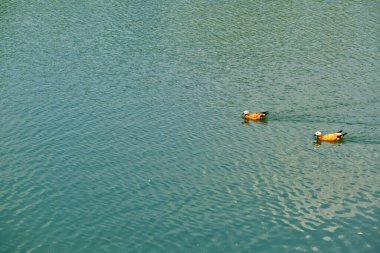 İki yaban ördeği, gölette süzülen sonbahar ya da düşen yapraklarla birlikte, tepede. Güzel bir sonbahar doğası. renk