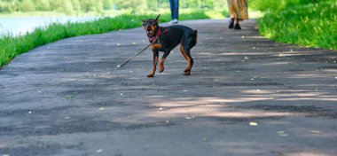 Mini Doberman asfaltta duruyor.
