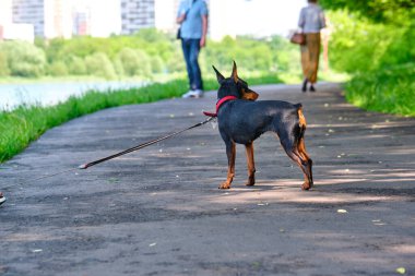 Mini Doberman asfaltta duruyor.