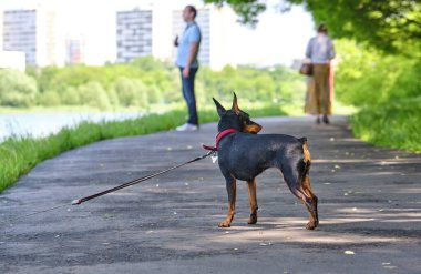 Mini Doberman asfaltta duruyor.