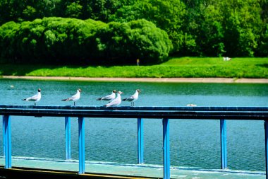 İskelede beyaz martılar oturuyor.