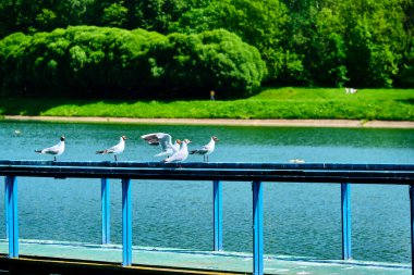 İskelede beyaz martılar oturuyor.