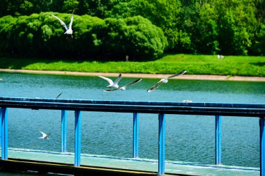 Beyaz martılar iskeleden havalanır.