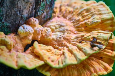 Güzel Chaga mantarları ağaç gövdesinde yetişir.