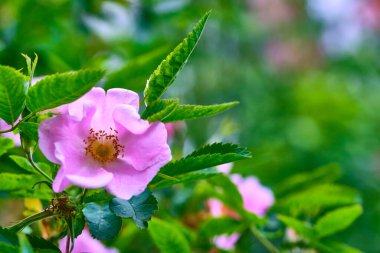 Yaban çiçeklerinin yakın plan görüntüsü üst renk