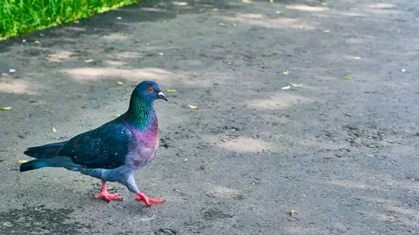 Straatduif Gaat Het Asfalt — Stockfoto