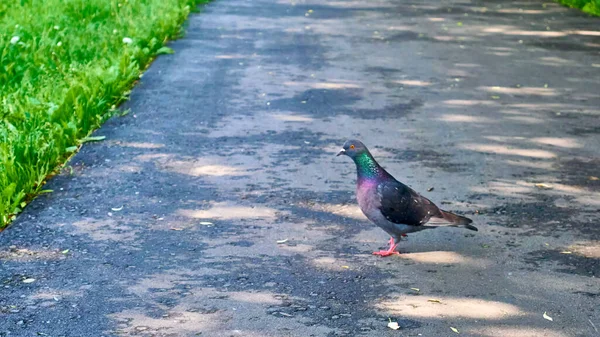 길가에 비둘기 — 스톡 사진
