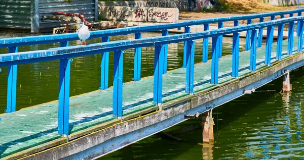 Gaviota Blanca Sienta Muelle Plano General —  Fotos de Stock