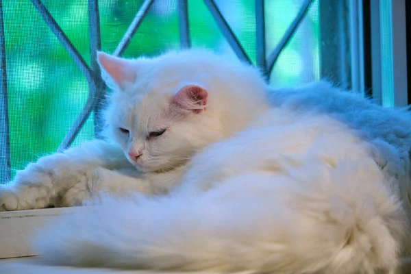 Beautiful White Cat Lies Window — Stock Photo, Image