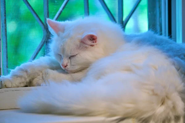 美丽的白猫躺在窗上 — 图库照片